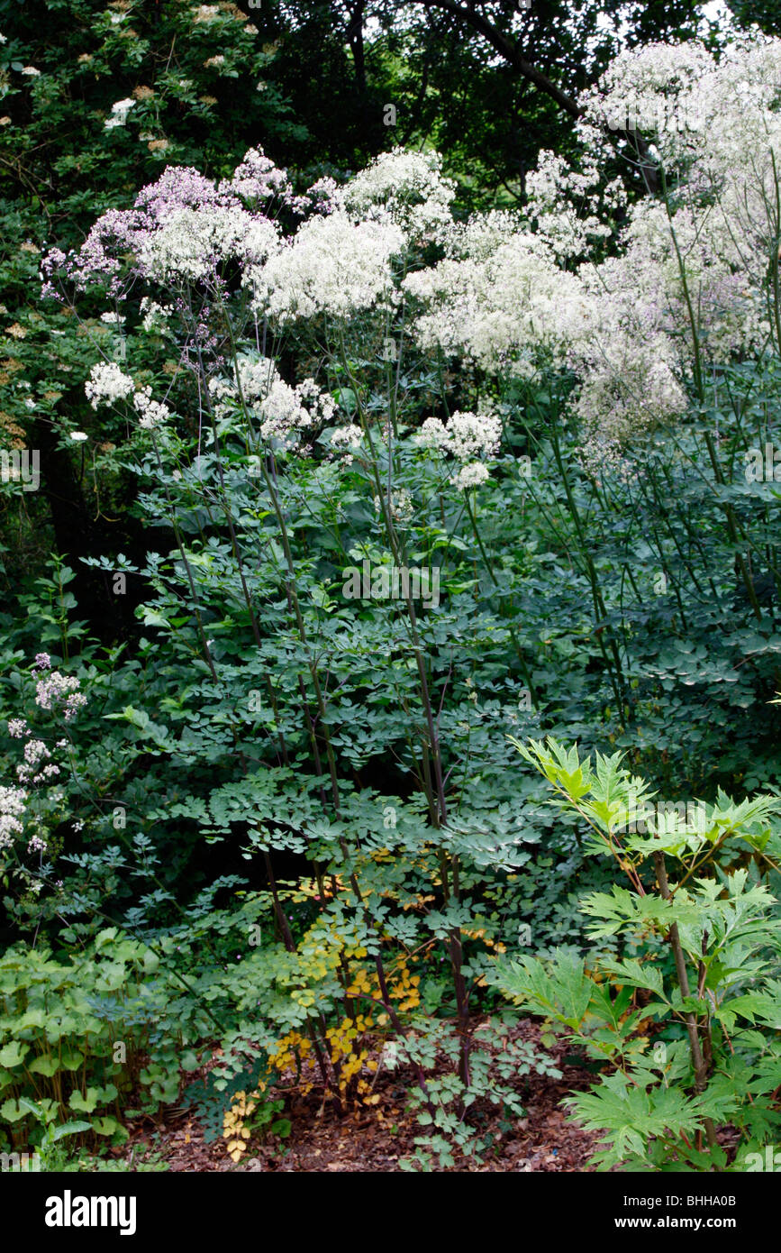 Thalictrum 'Elin' 2.5 metres tall and unsupported Stock Photo