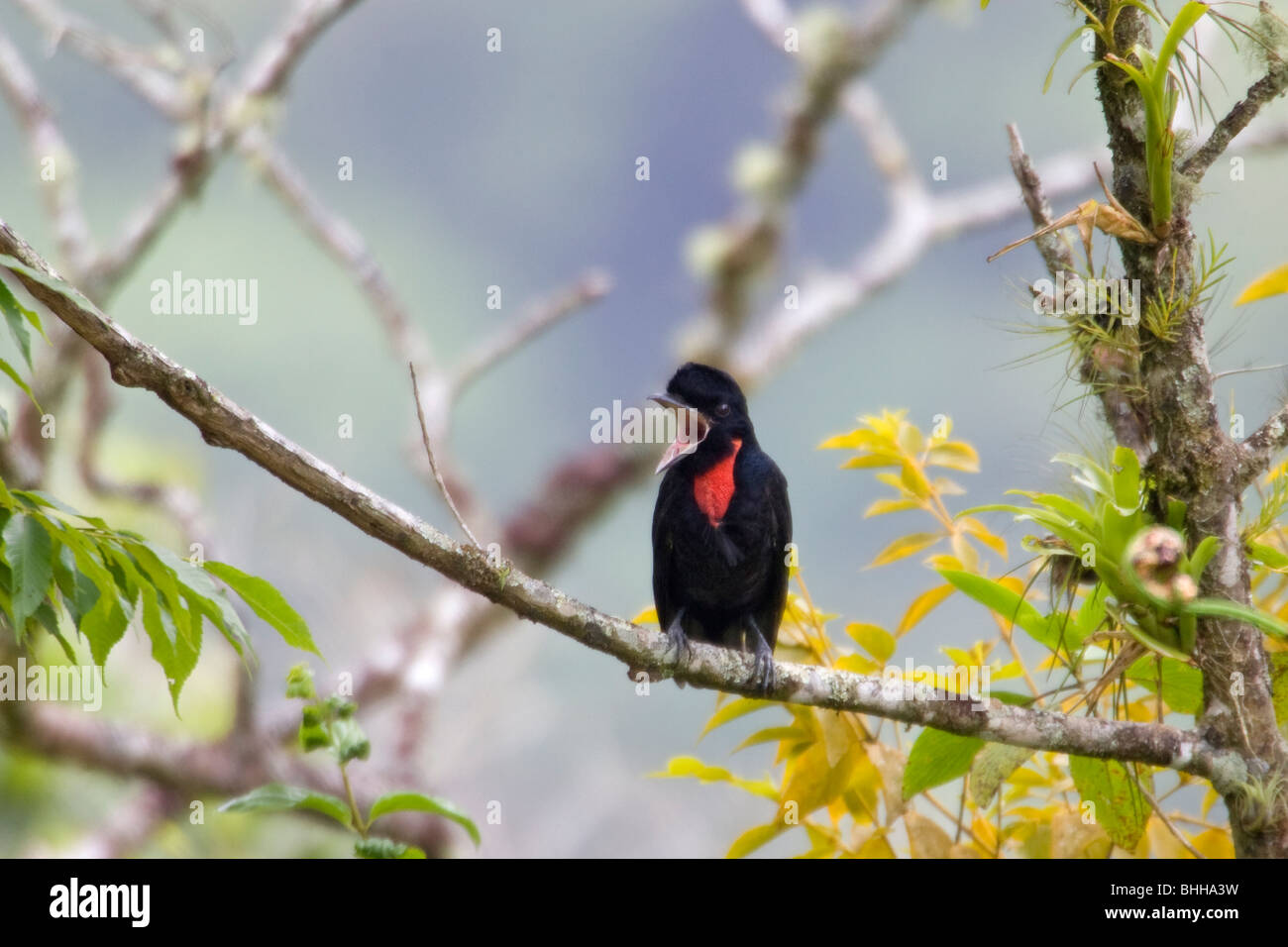 Bare-necked Umbrellabird, Costa Rica Stock Photo - Alamy