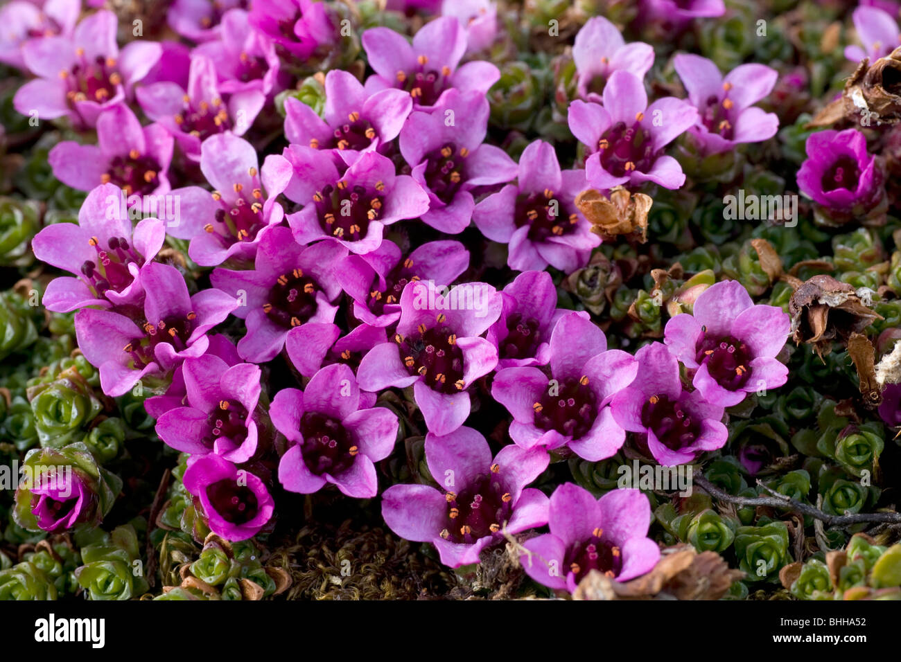 Purple saxifrage, Norway. Stock Photo