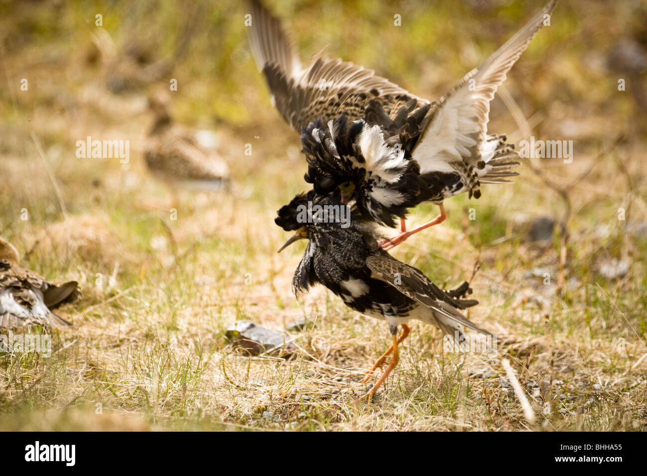Two ruffs competing, Norway. Stock Photo