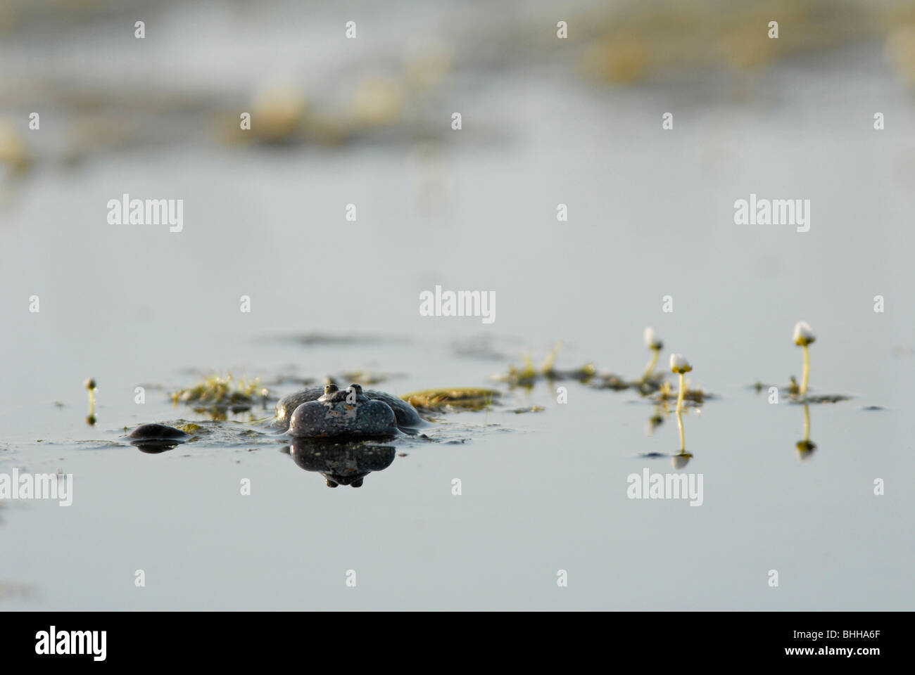 Frog playing in the water, Sweden. Stock Photo