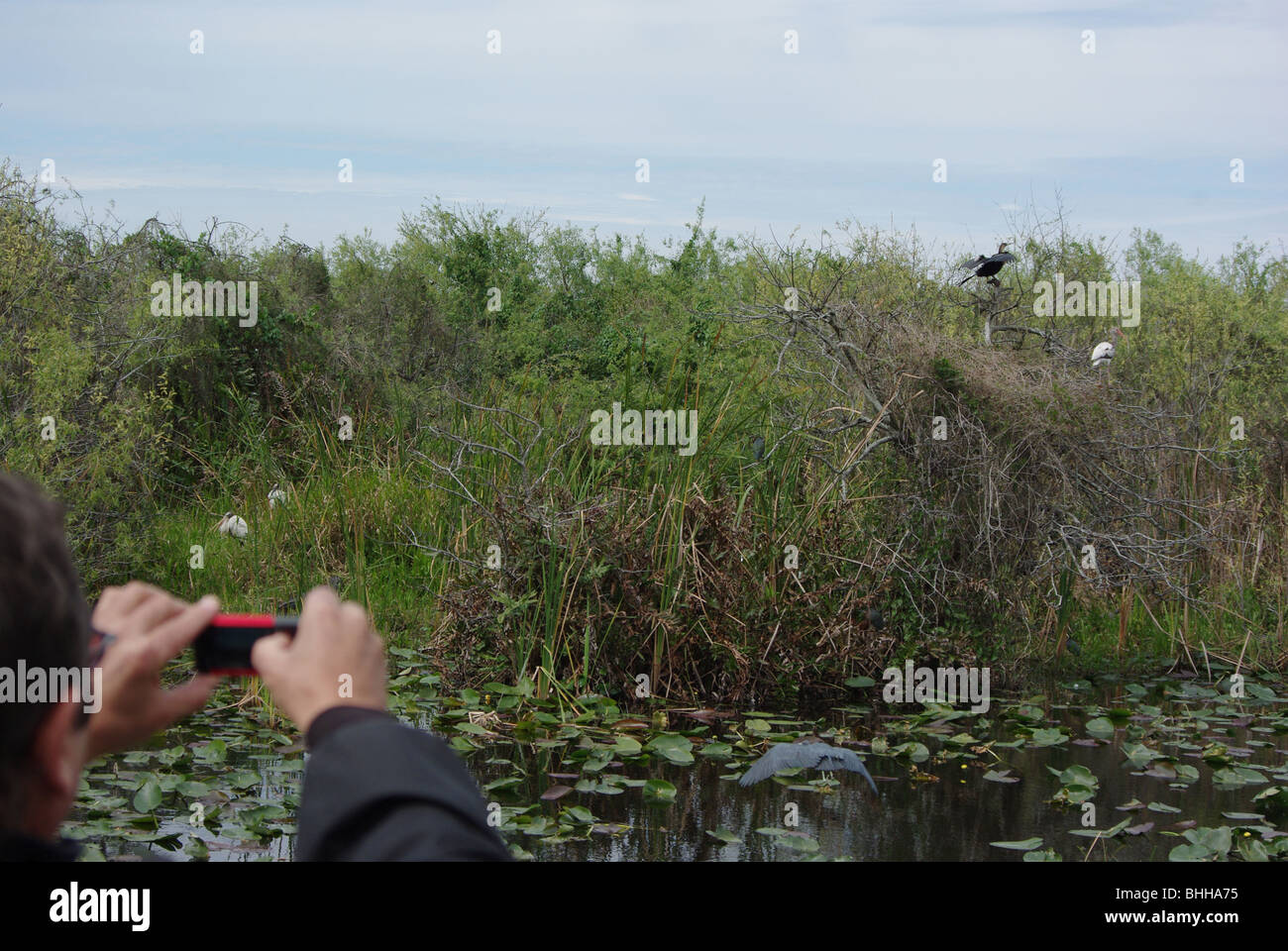 Man photographing birds with Nokia cell phone in the Everglades National Park, Florida, USA Stock Photo