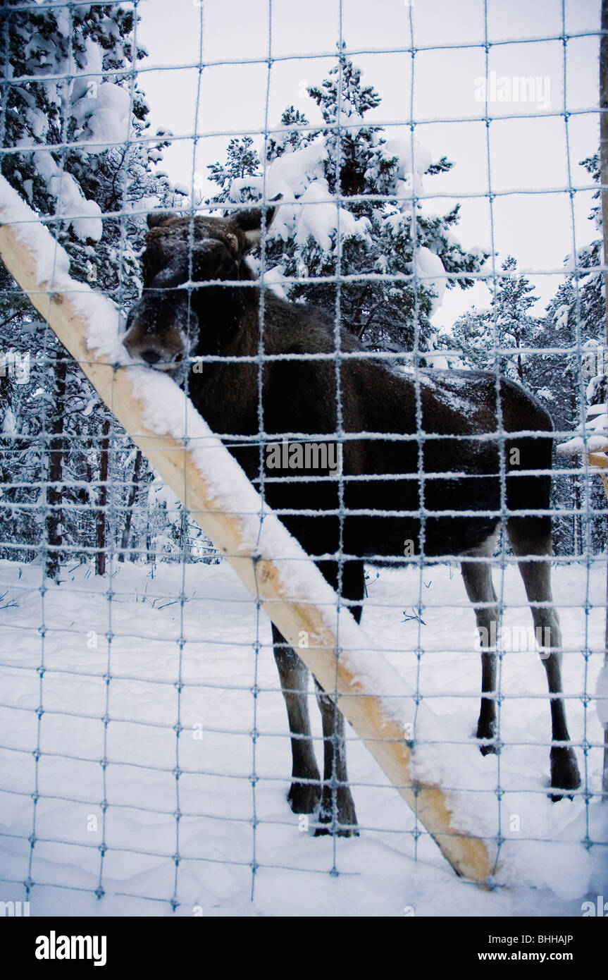 Elk behind a fence, Sweden Stock Photo - Alamy