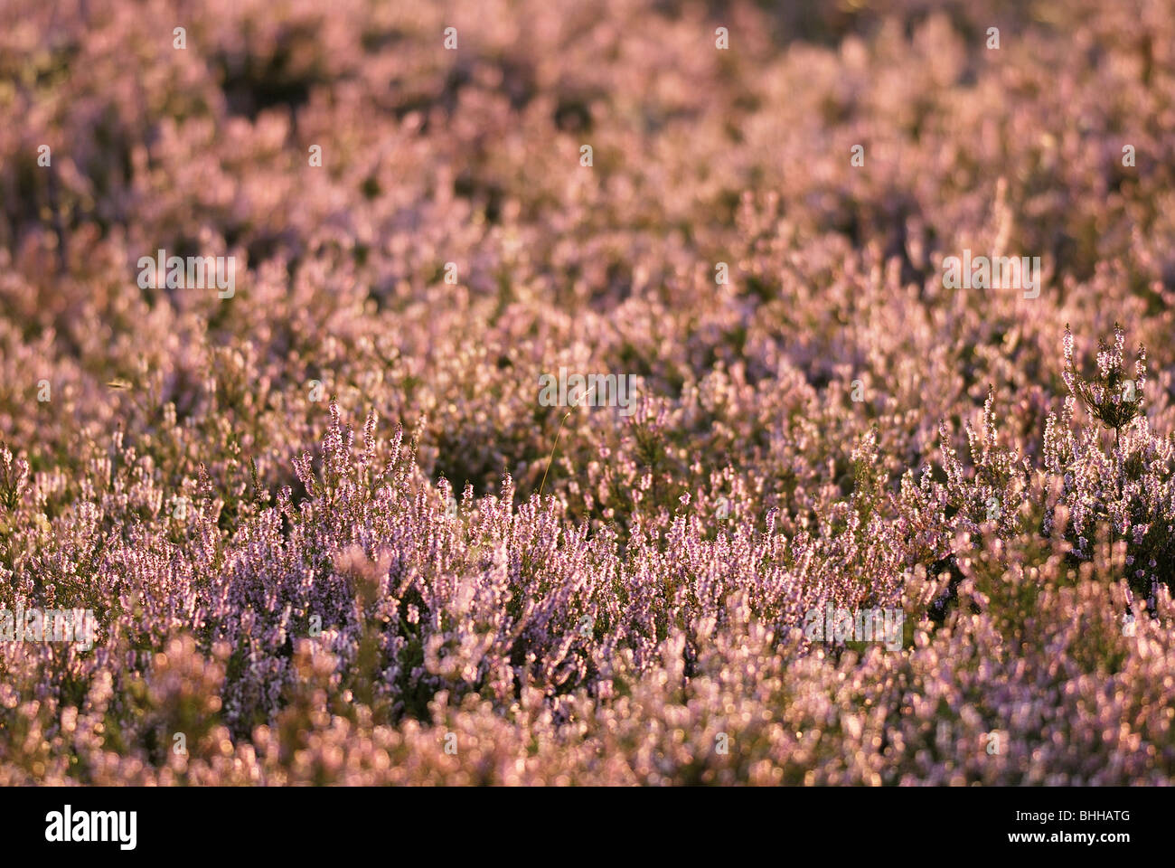 A heath covered with heather, Sweden. Stock Photo