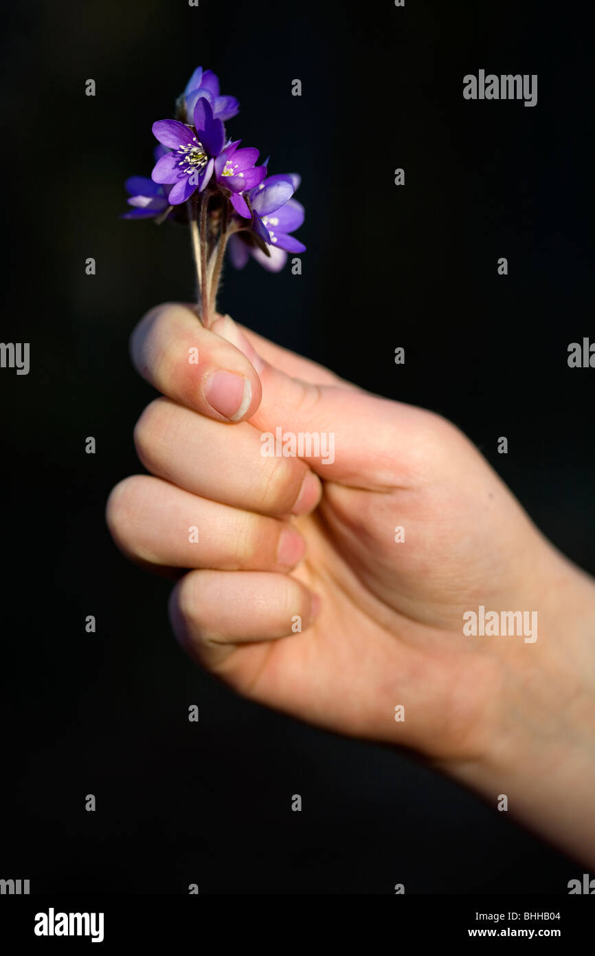 Hand holding a nosegay of wood anemones. Stock Photo