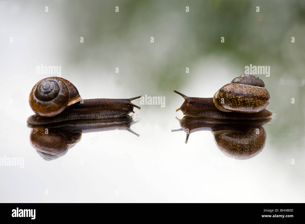 Snails on a mirror, close-up, Sweden. Stock Photo
