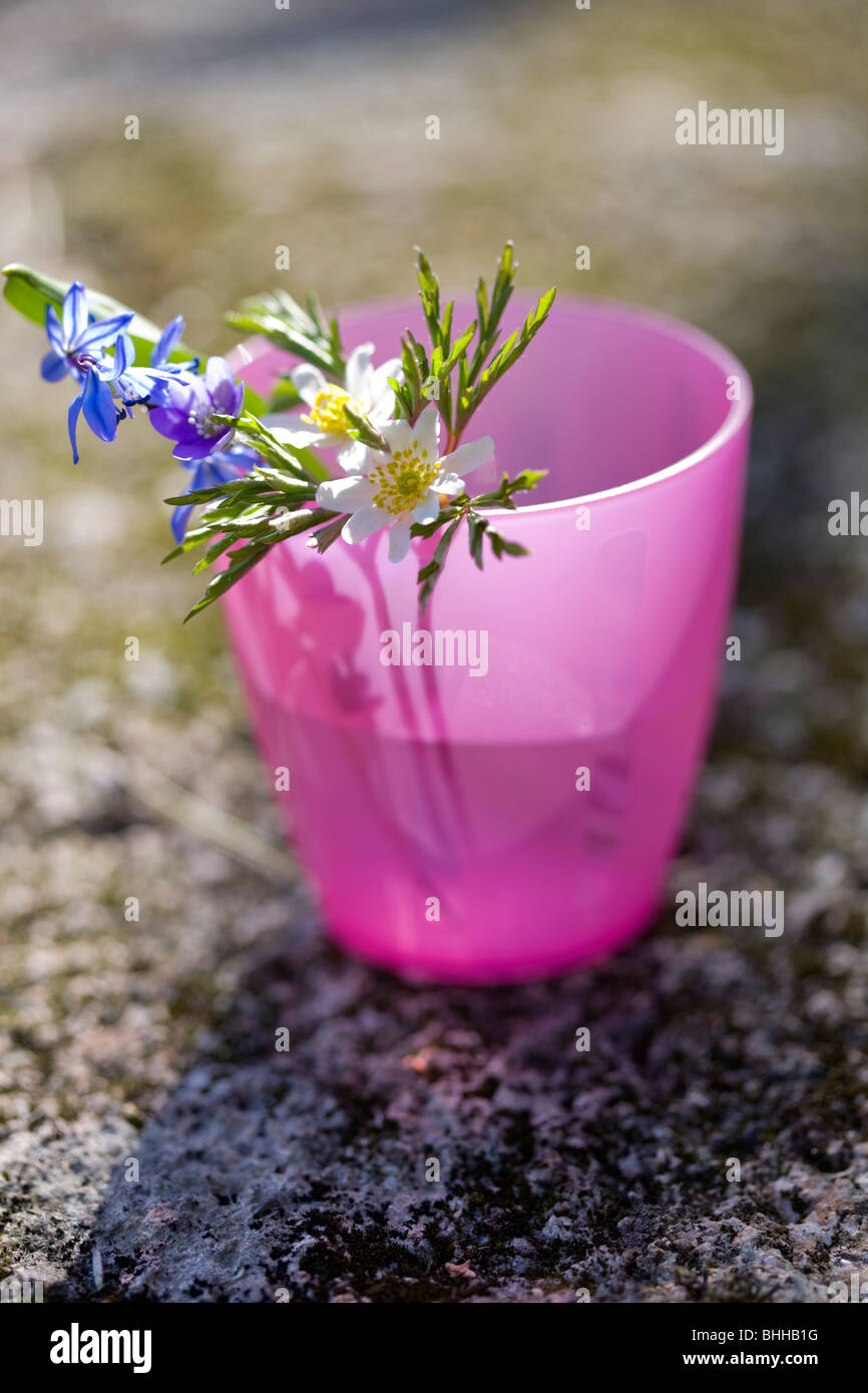 Cupped cerise pink flower hires stock photography and images Alamy