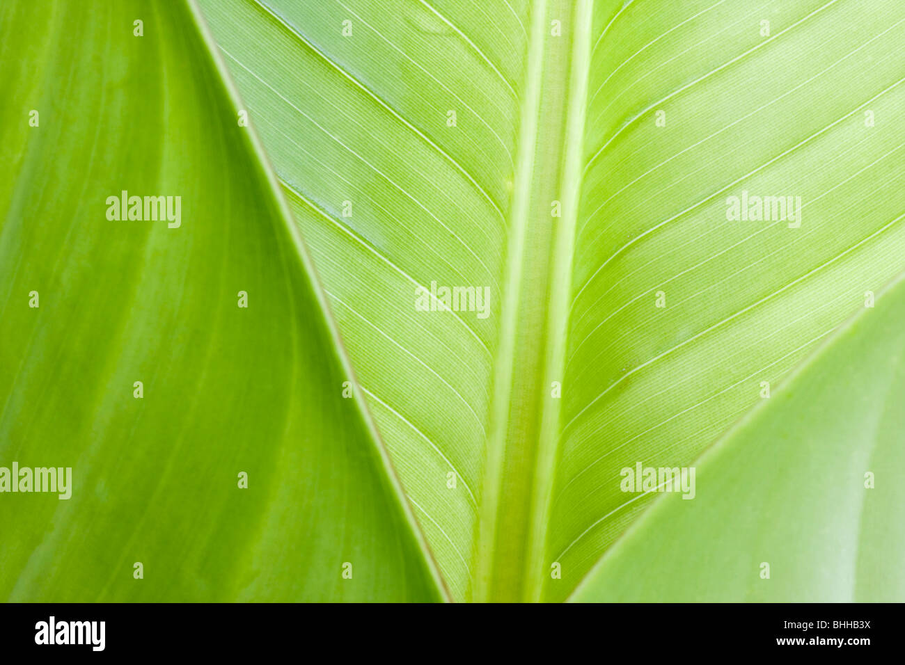 Closeup of tropical leaves in Brazil Stock Photo Alamy