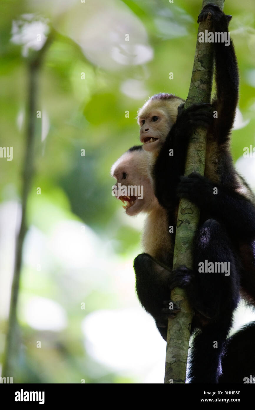 White-faced Capuchins screaming, Costa Rica. Stock Photo
