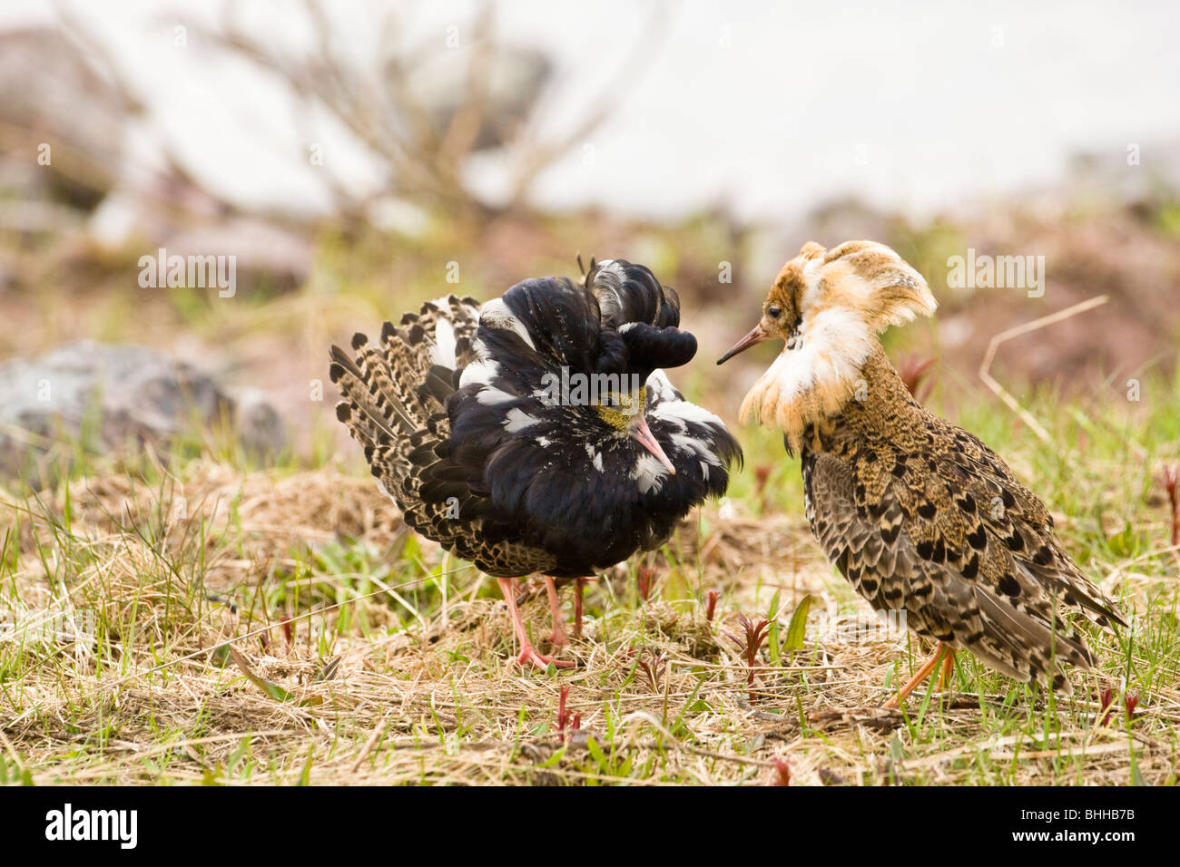 Two ruffs competing, Norway Stock Photo - Alamy