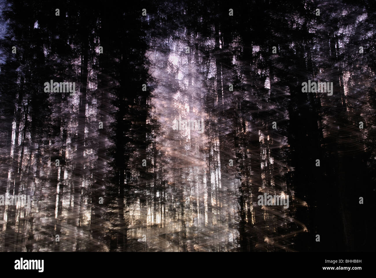 Abstract forest, Sweden. Stock Photo