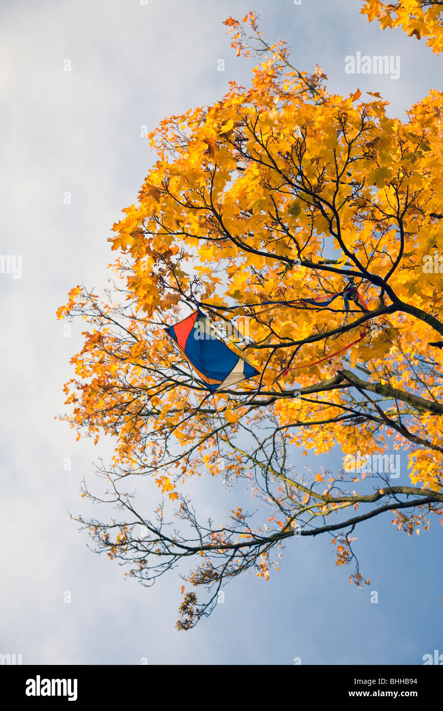 Kite stuck in an autumnal tree, Sweden. Stock Photo