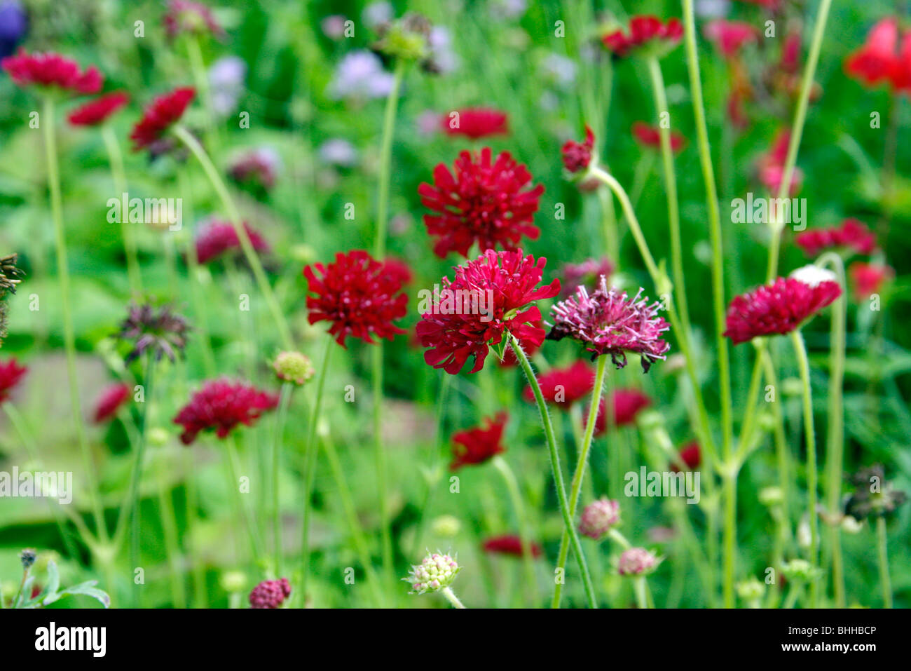 Knautia macedonica 'Mars Midget' Stock Photo