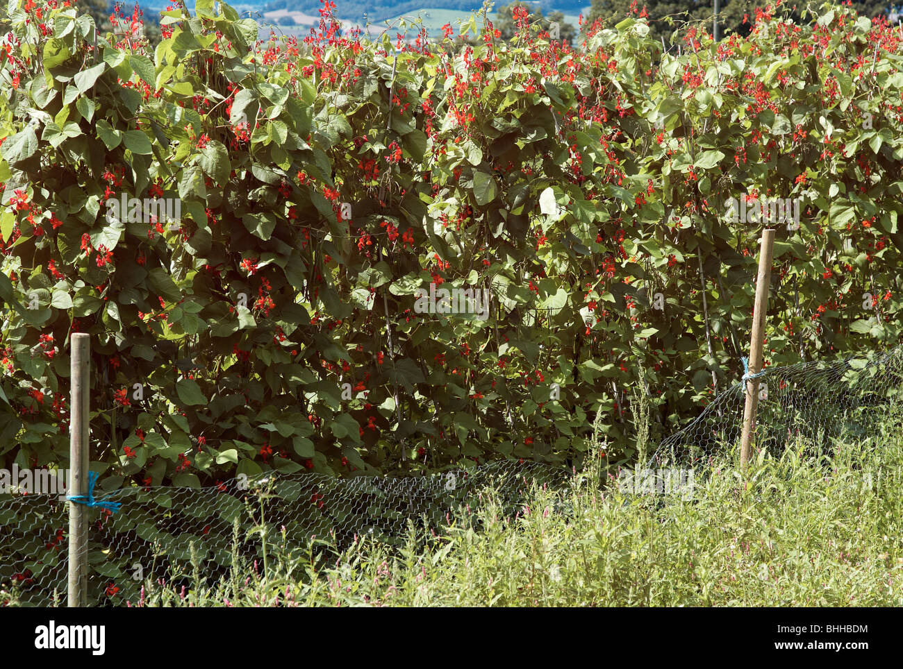 green kidney beans growing in a field Stock Photo Alamy