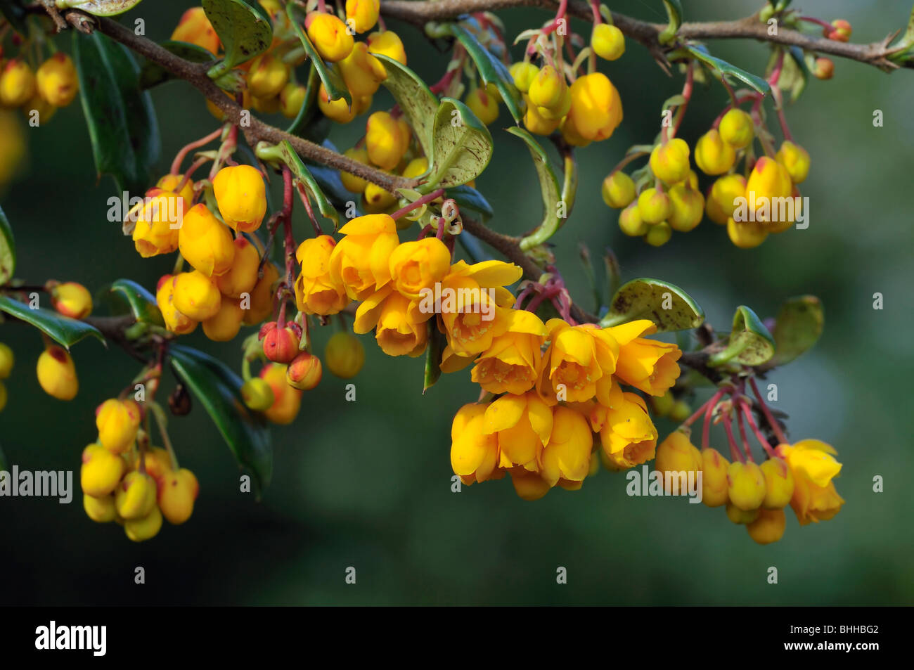 Barberry Flowers Berberis vulgaris Stock Photo Alamy