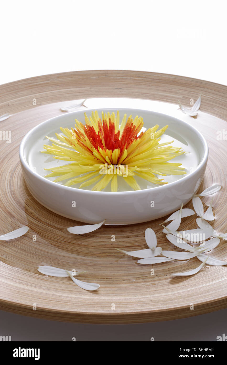 Holzschale und Porzellanschale mit Chrysantheme Stock Photo
