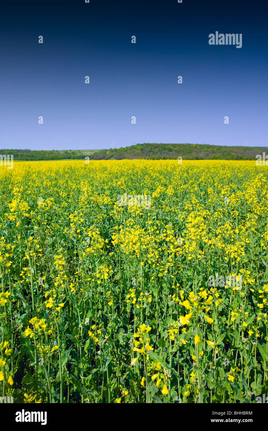Landscape of a rape field under clear blue sky Stock Photo - Alamy