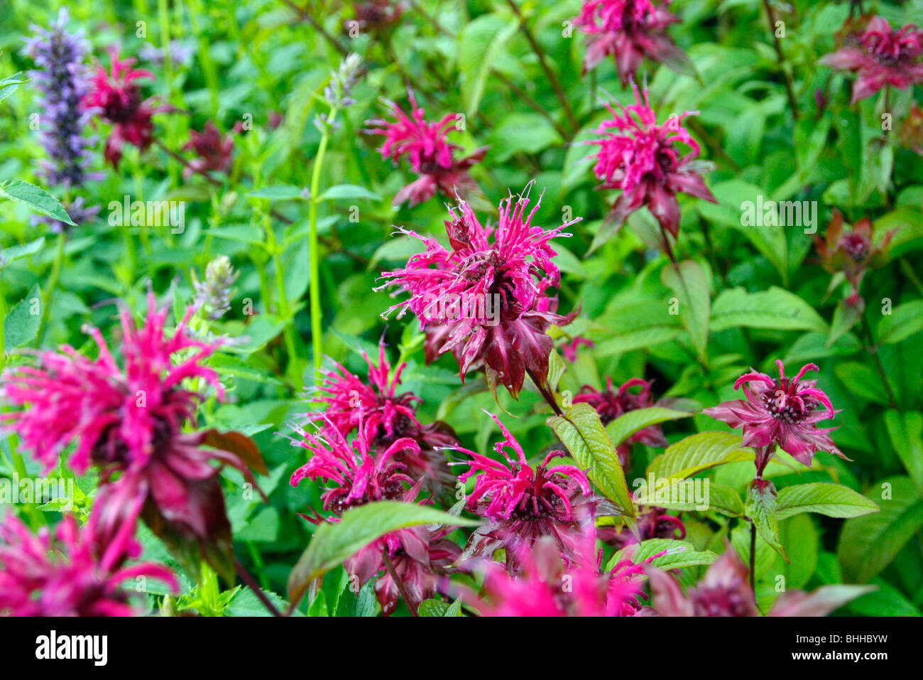 Monarda 'On parade' Stock Photo - Alamy