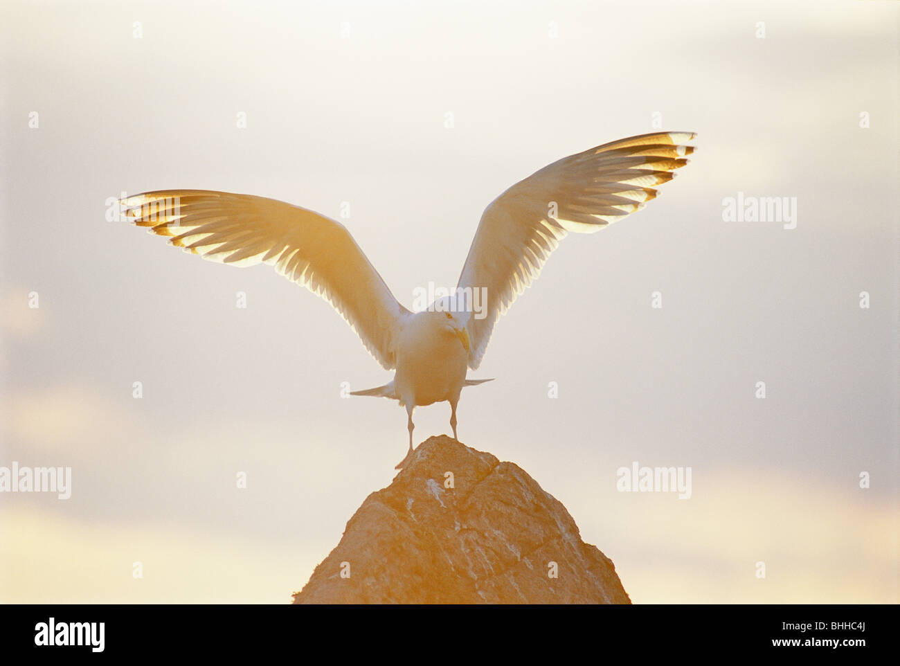 A herring gull with outspread wings, Sweden. Stock Photo