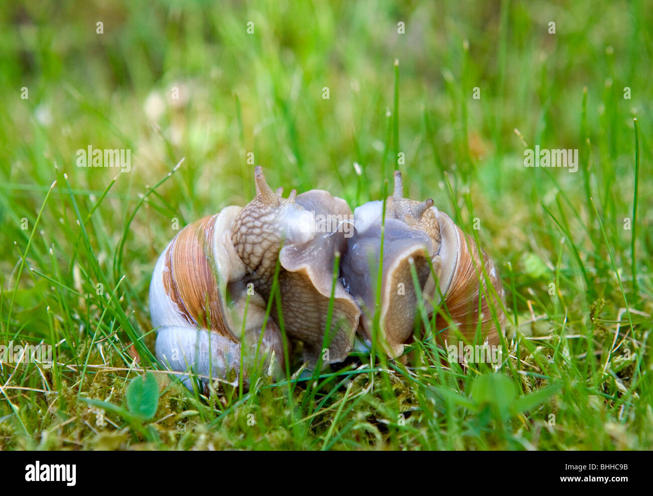 Two snails mating, close-up, Sweden. Stock Photo