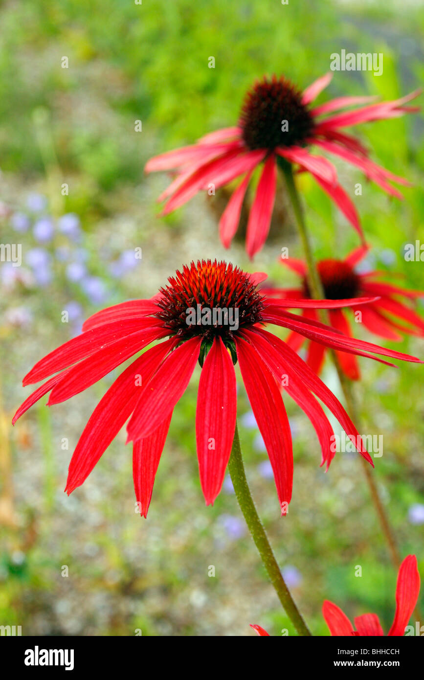 Echinacea 'Hot Summer' from Marco van Noort Stock Photo