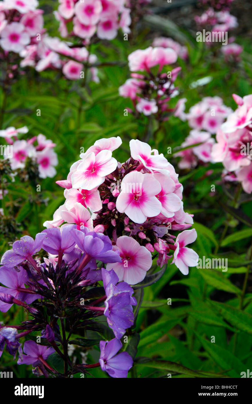 Phlox paniculata 'Bright Eyes' Stock Photo