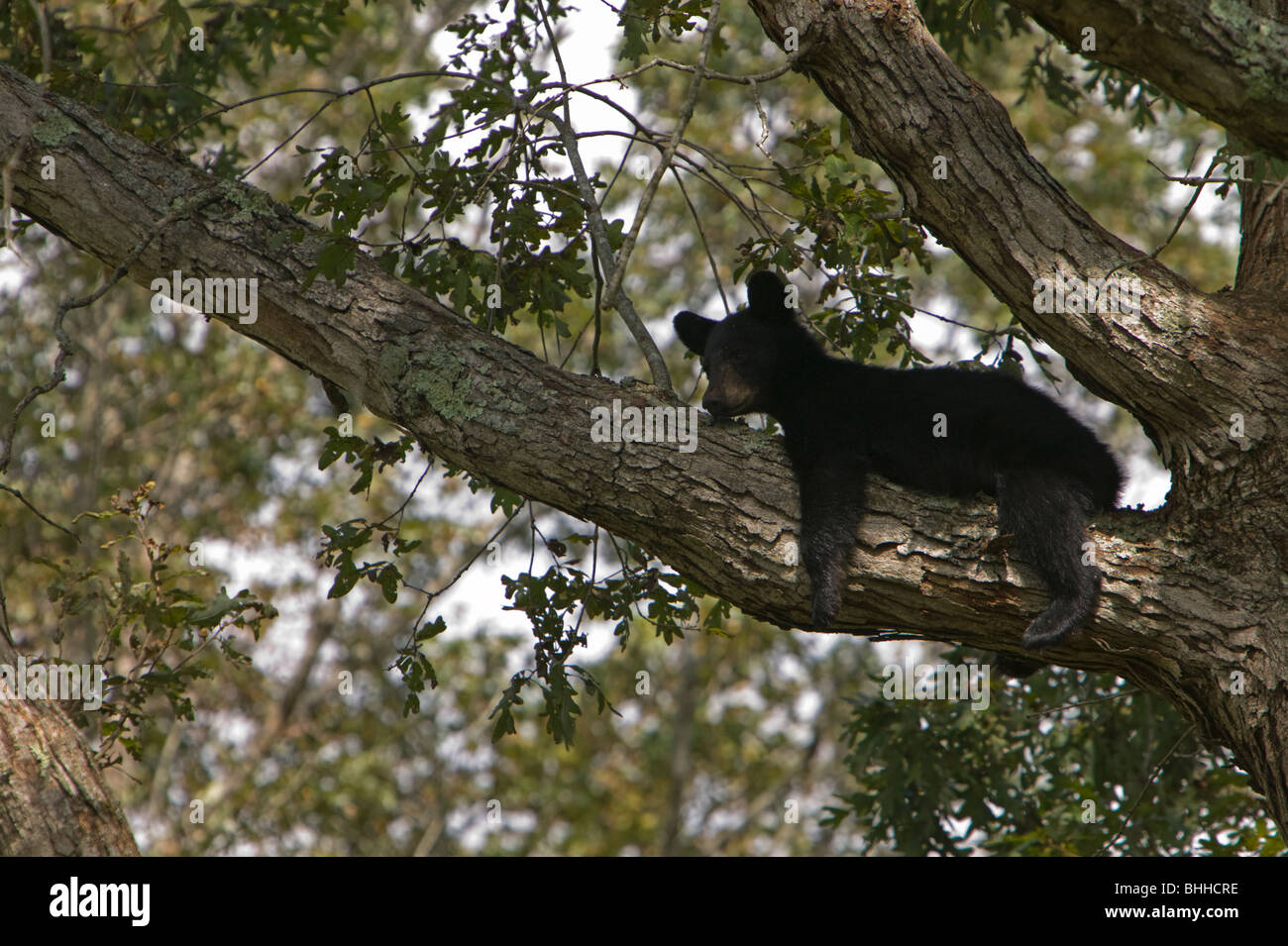 American Black Bear climbing a tree, USA. Stock Photo