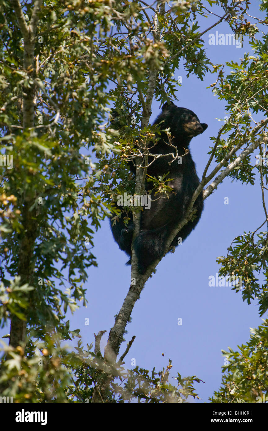 American Black Bear climbing a tree, USA. Stock Photo