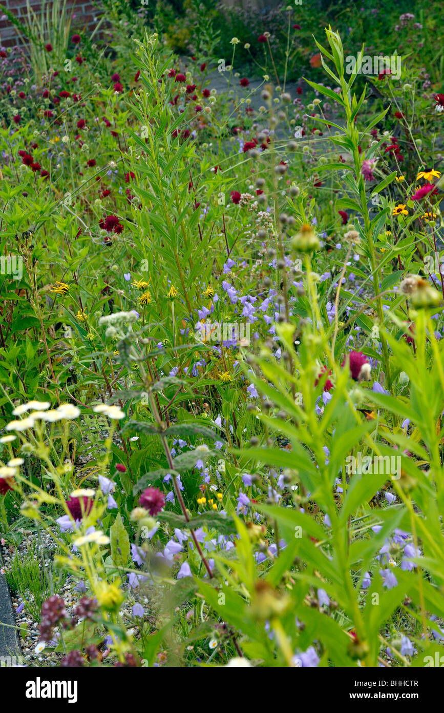self seeded plants in old stock beds at zur Linden nursery, Linne, Germany Stock Photo