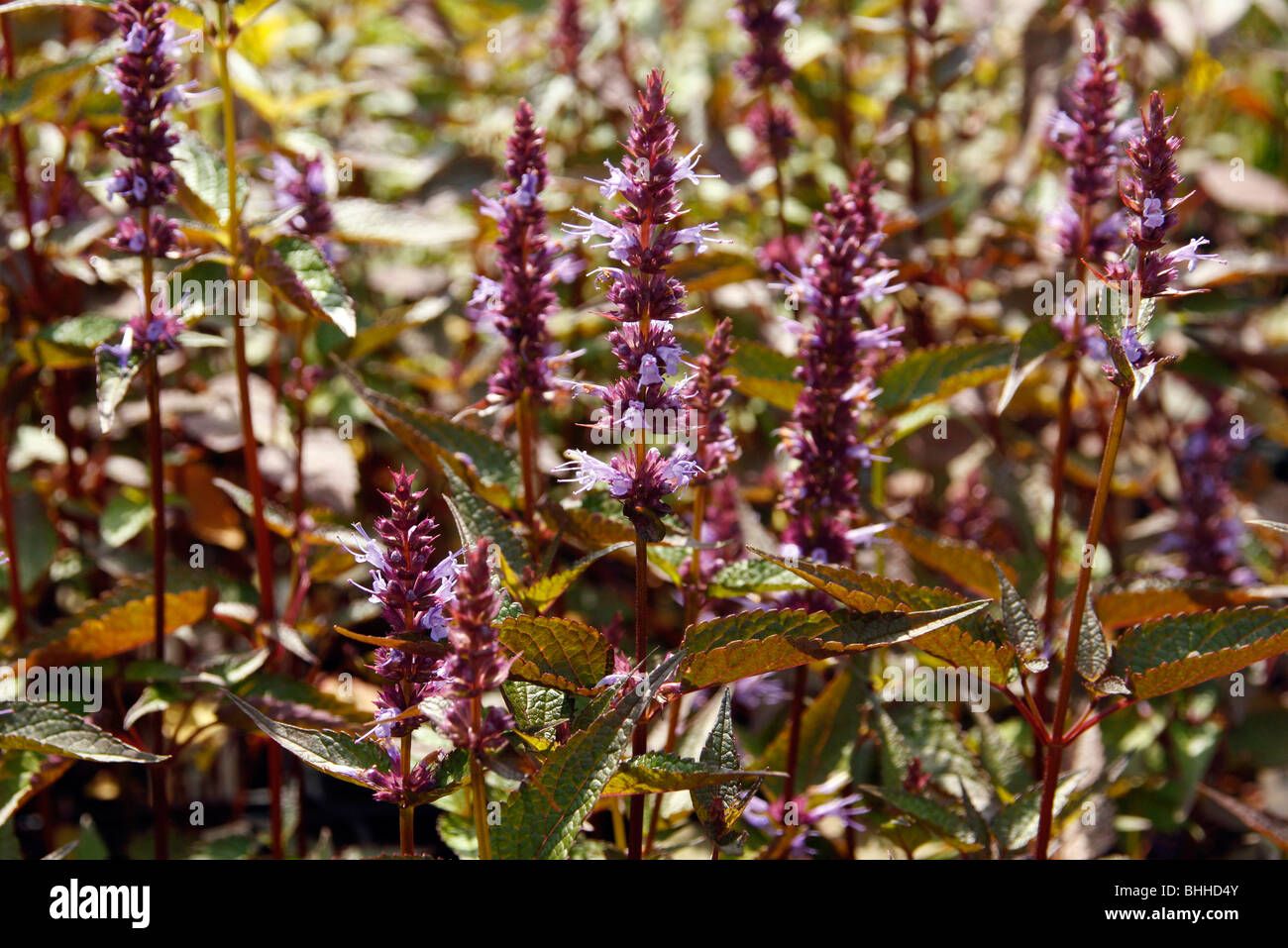 Agastache 'After Eight' Stock Photo