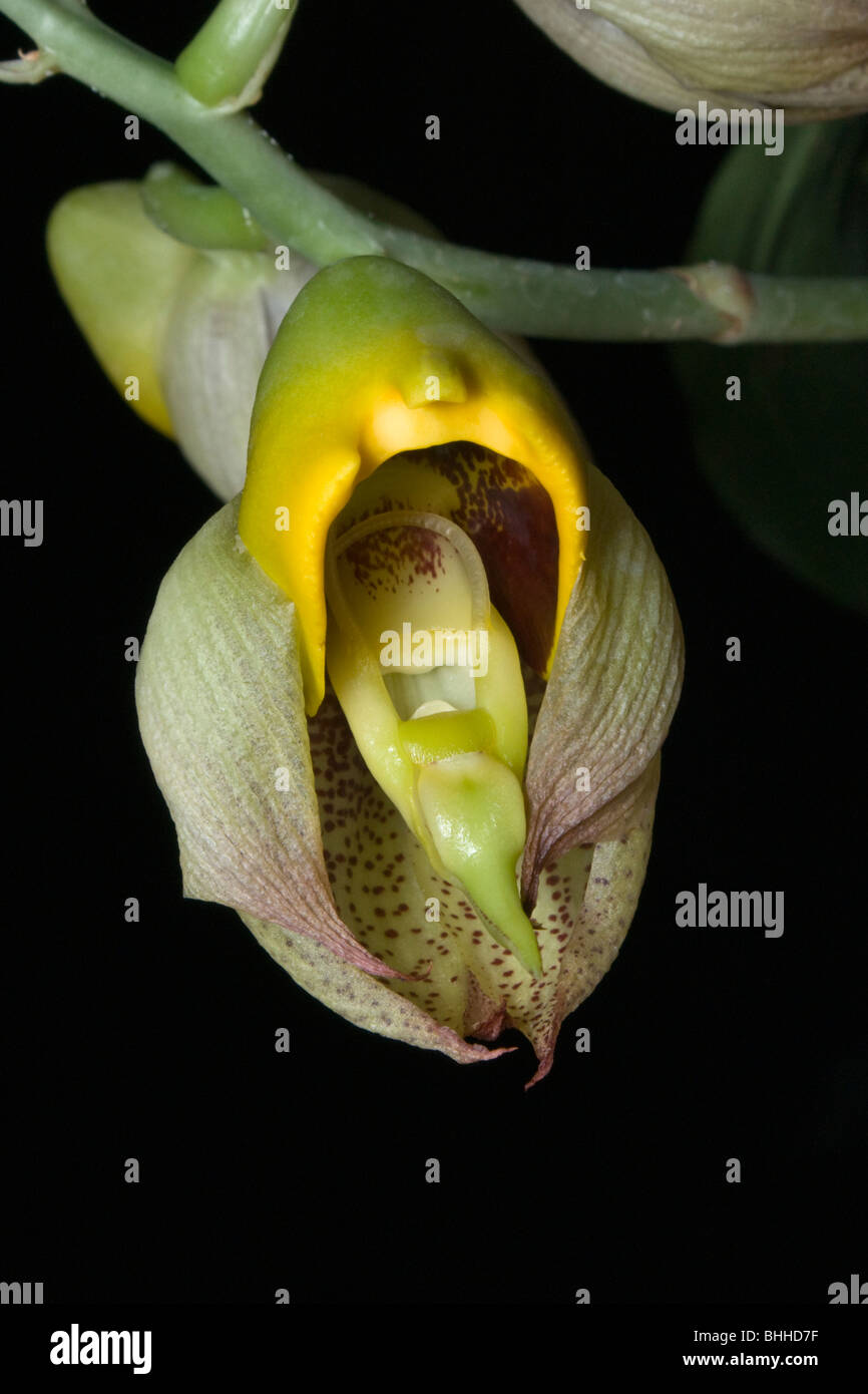 catasetum orchid , details of one flower Stock Photo