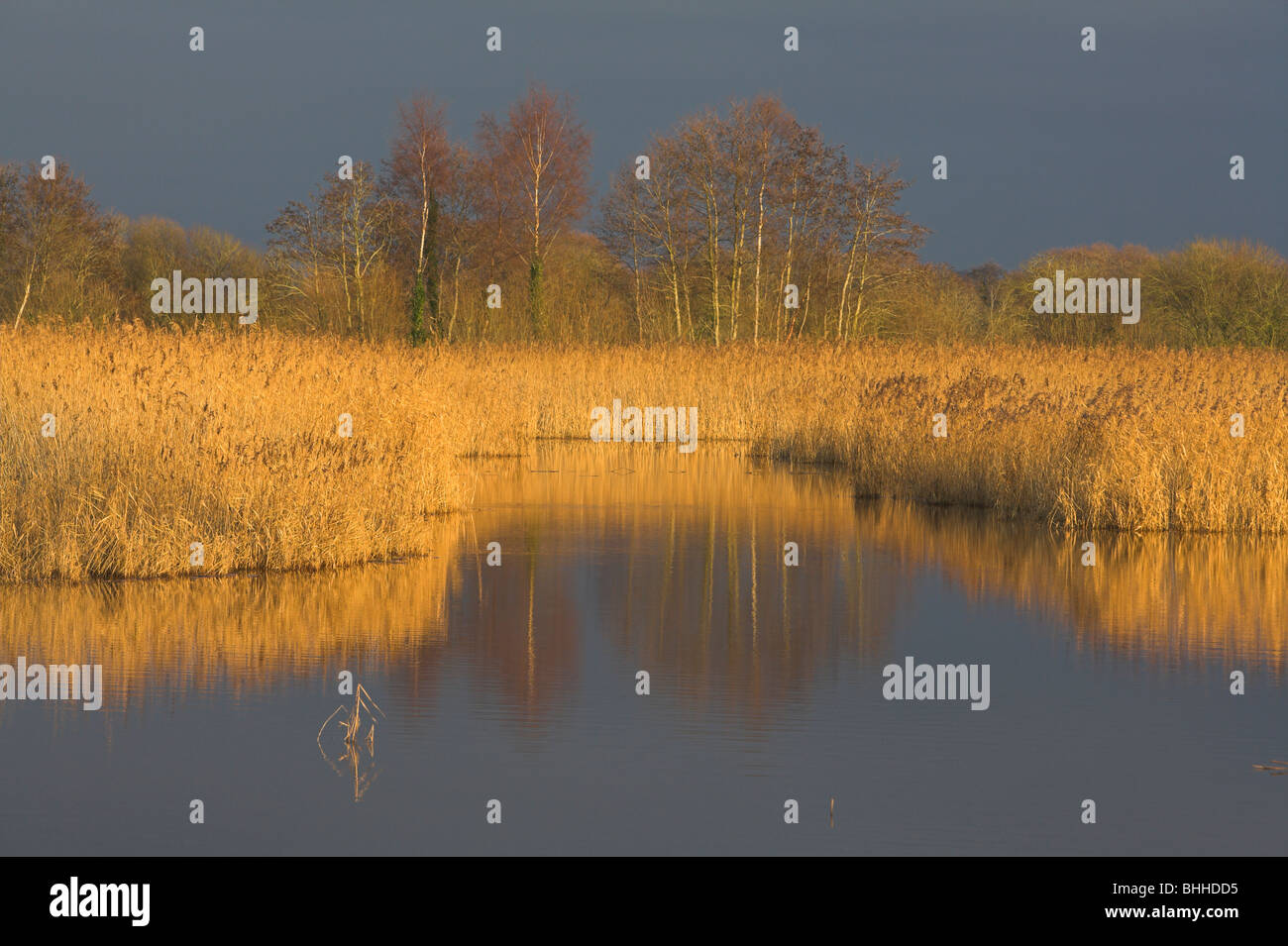 Freshwater reedbed at Ham Wall Nature Reserve, Somerset Levels, UK in January. Stock Photo