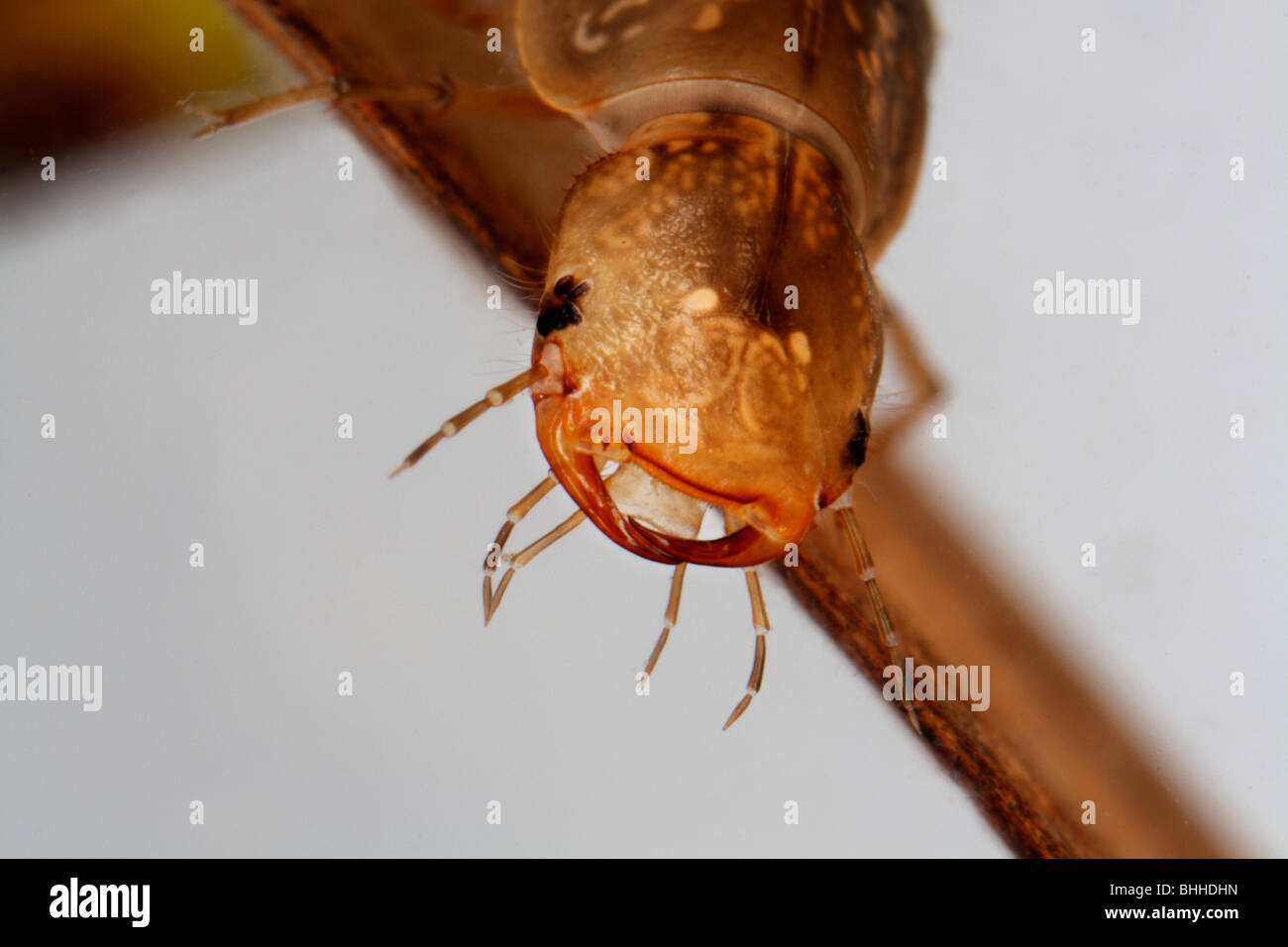 Diving-beetle grub, close-up, Sweden. Stock Photo