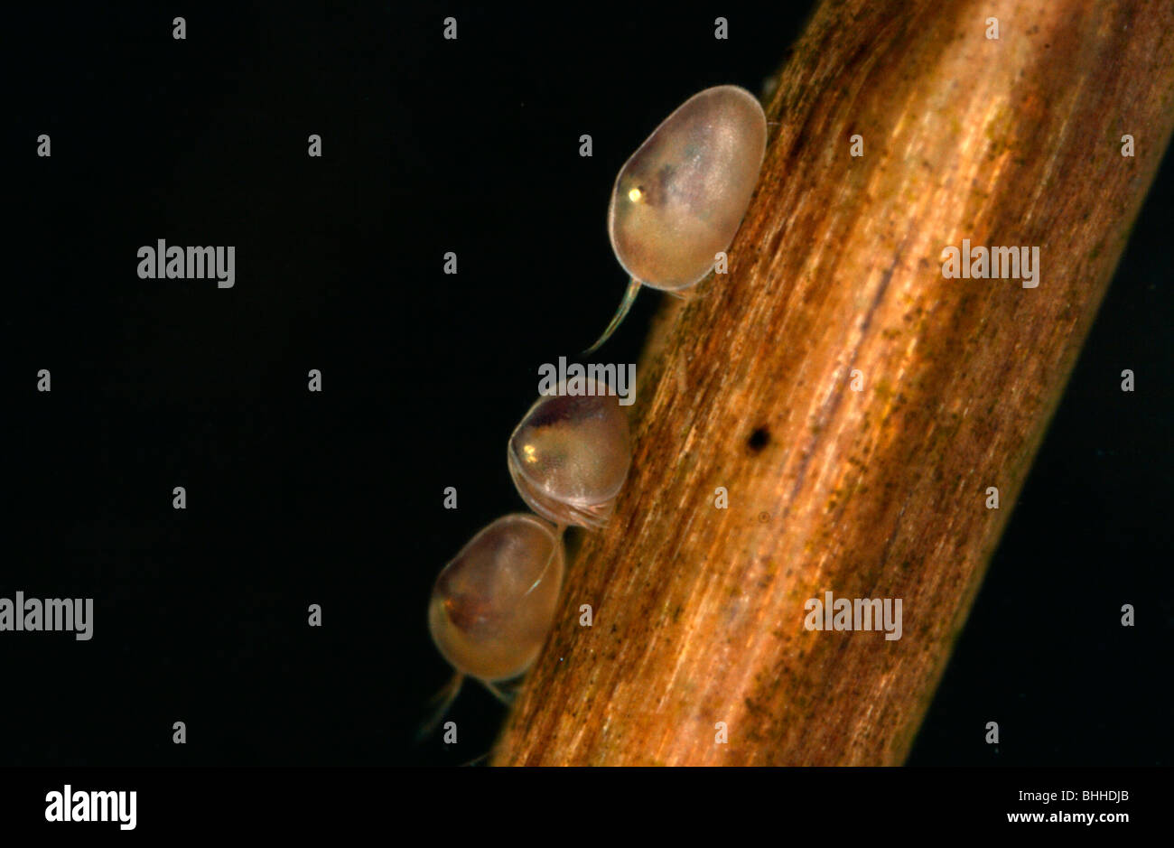 Ostracods in a pond, close-up, Sweden. Stock Photo