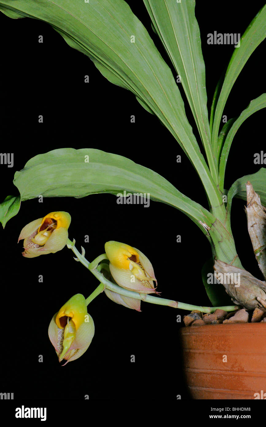 catasetum orchid  flower Stock Photo