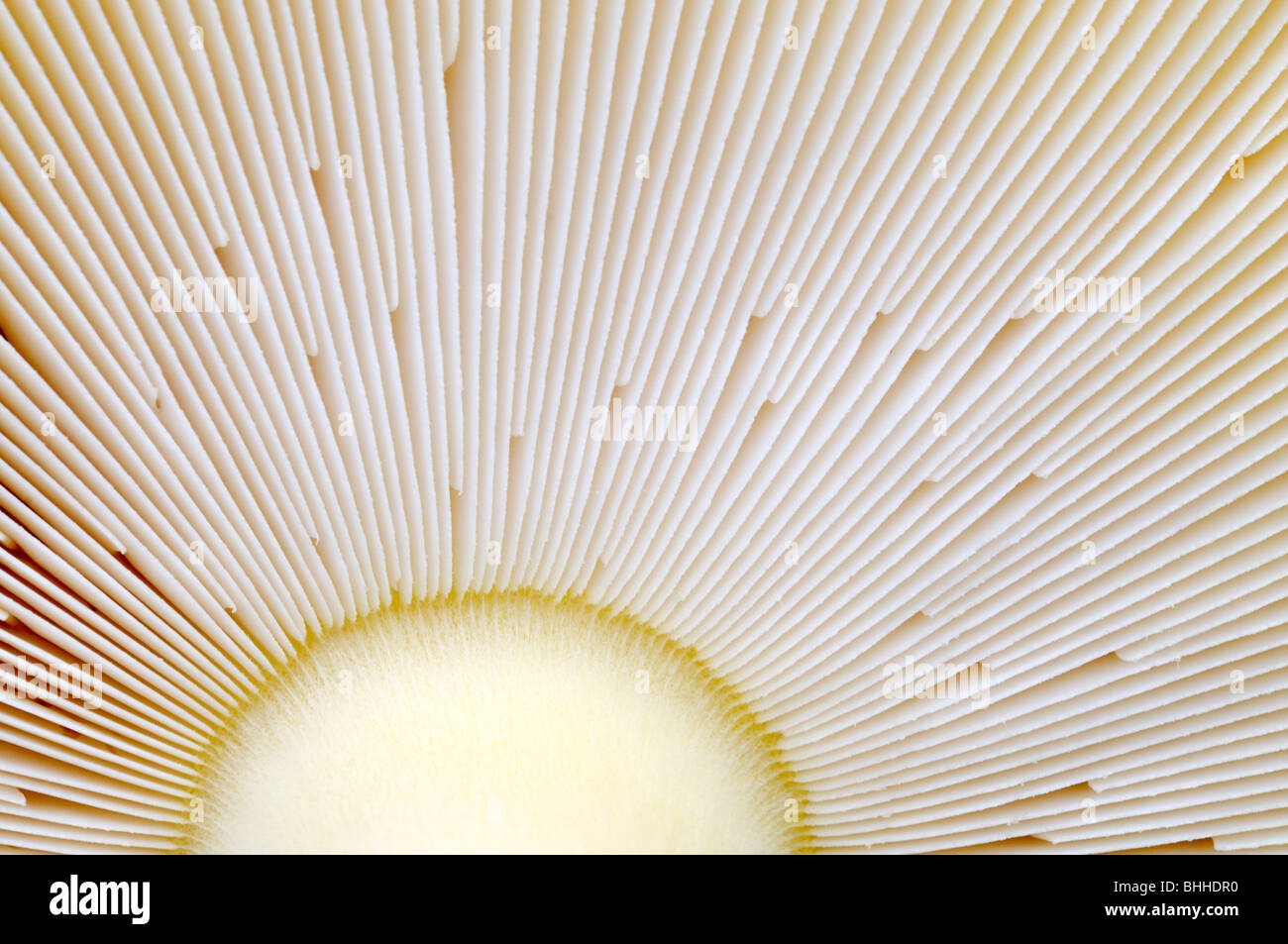 Gill on fly agaric, close-up, Sweden Stock Photo - Alamy