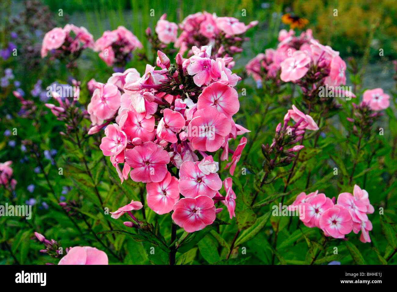 Phlox paniculata 'Roselin' Stock Photo