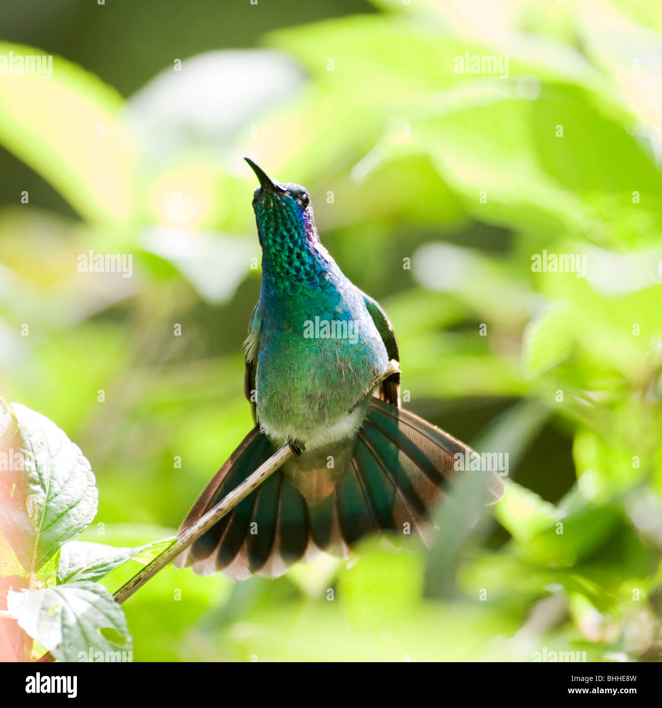 Green violet-ear, hummingbird, Costa Rica. Stock Photo
