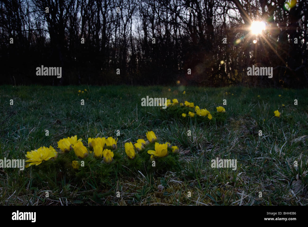 Flowery meadow, Oland, Sweden. Stock Photo