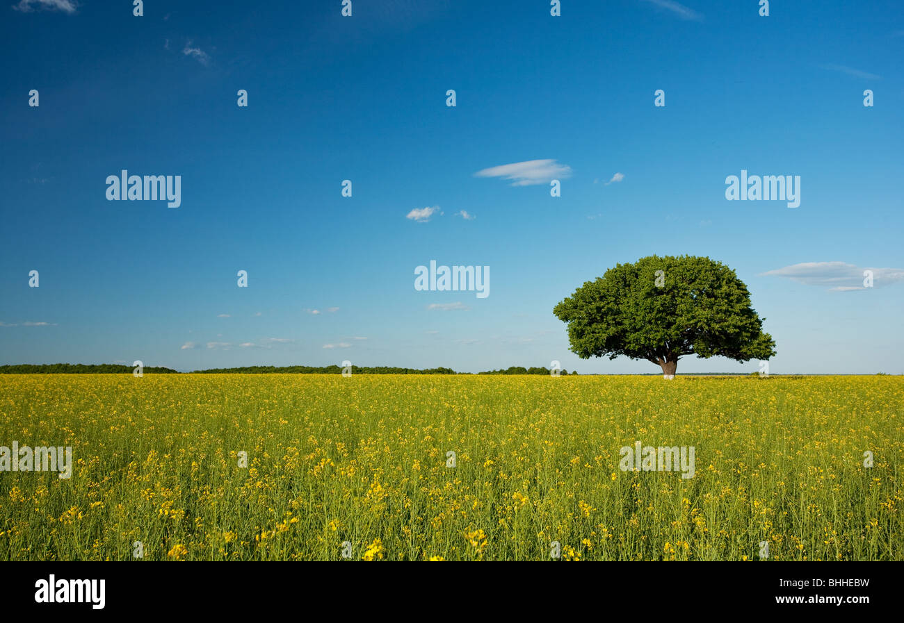 Single tree in a canola field under blue sky Stock Photo - Alamy