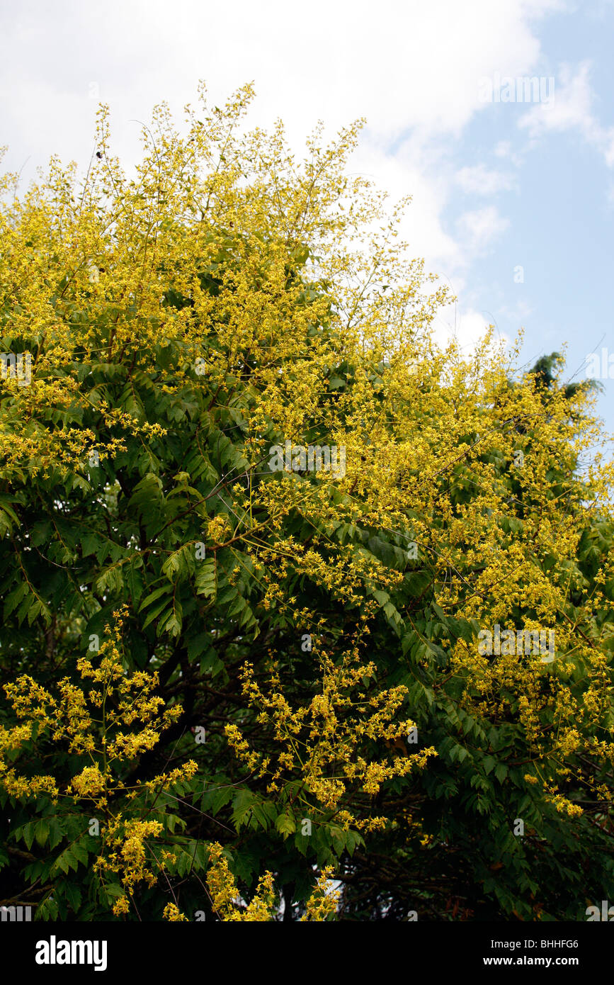 Koelreuteria paniculata AGM - Golden Rain Tree Stock Photo