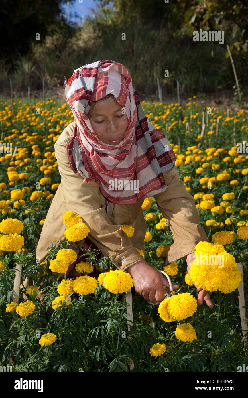 Portrait of Asian woman picking Chrysanthemum, mums or chrysanths blooms, yellow flowers, petals & crops growing Chiang Mai Northern Thailand, Asia Stock Photo