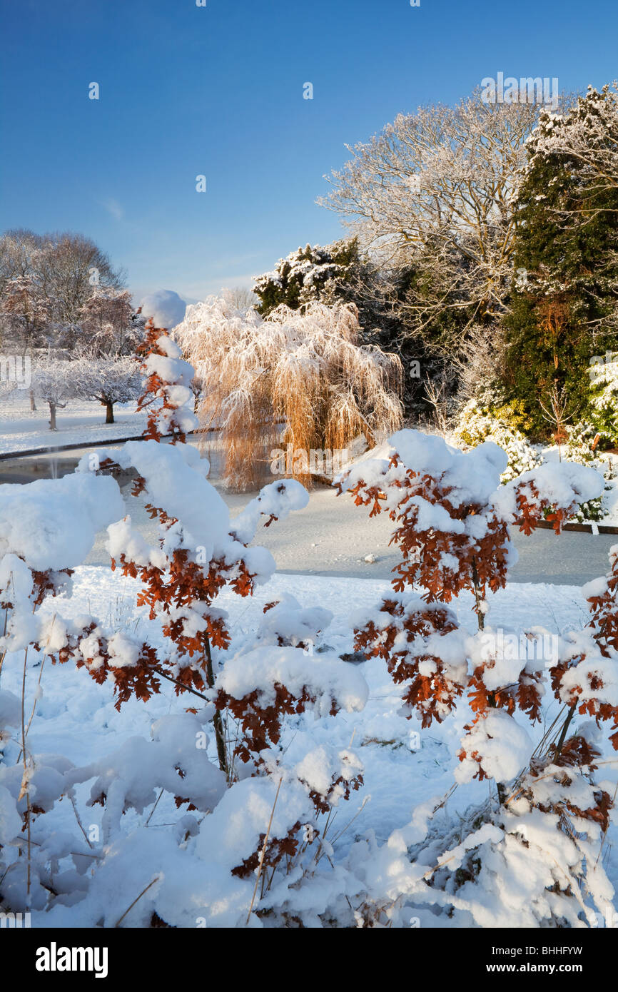 Snow covered bushes & trees, Sefton Park, LIverpool, Merseyside Stock Photo