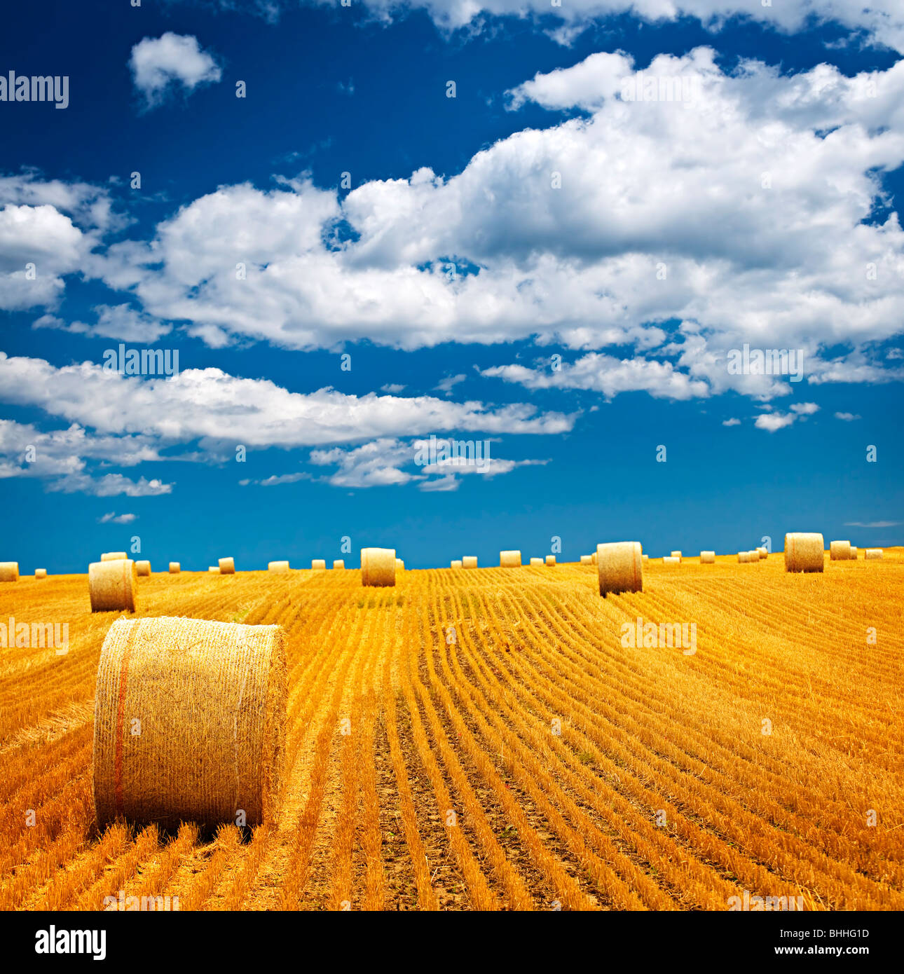 Agricultural landscape of hay bales in a golden field Stock Photo