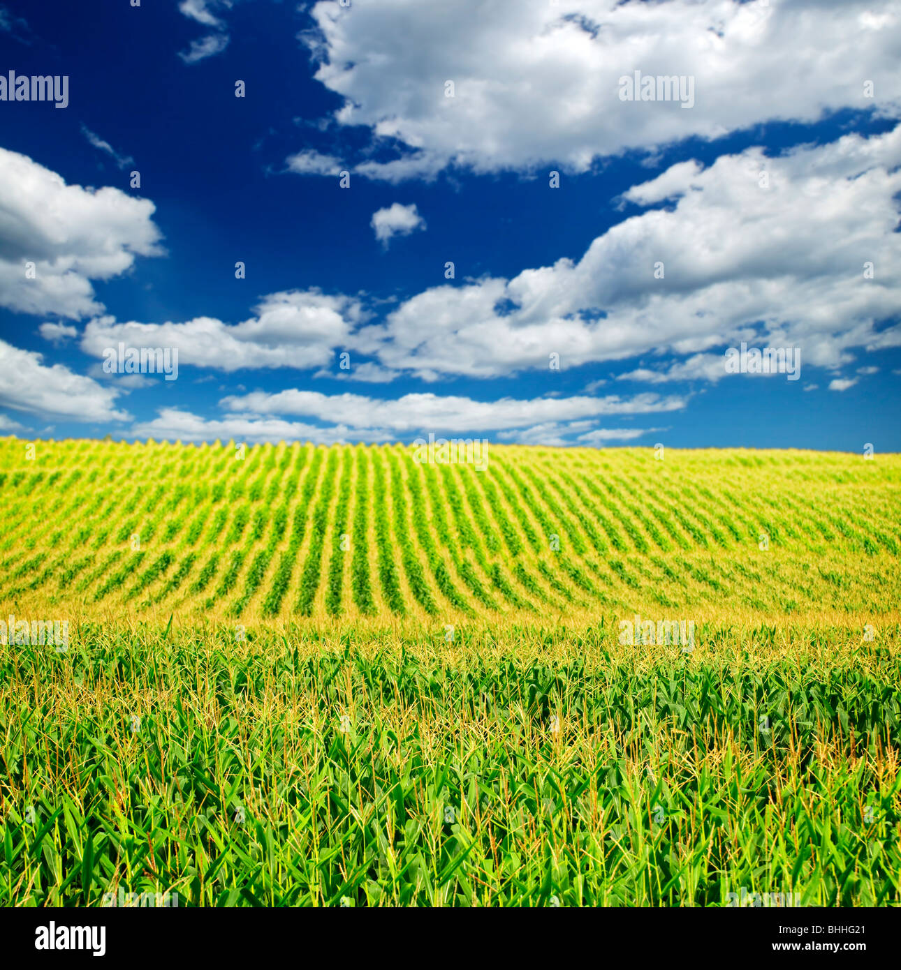 Agricultural landscape of corn field on small scale sustainable farm Stock Photo