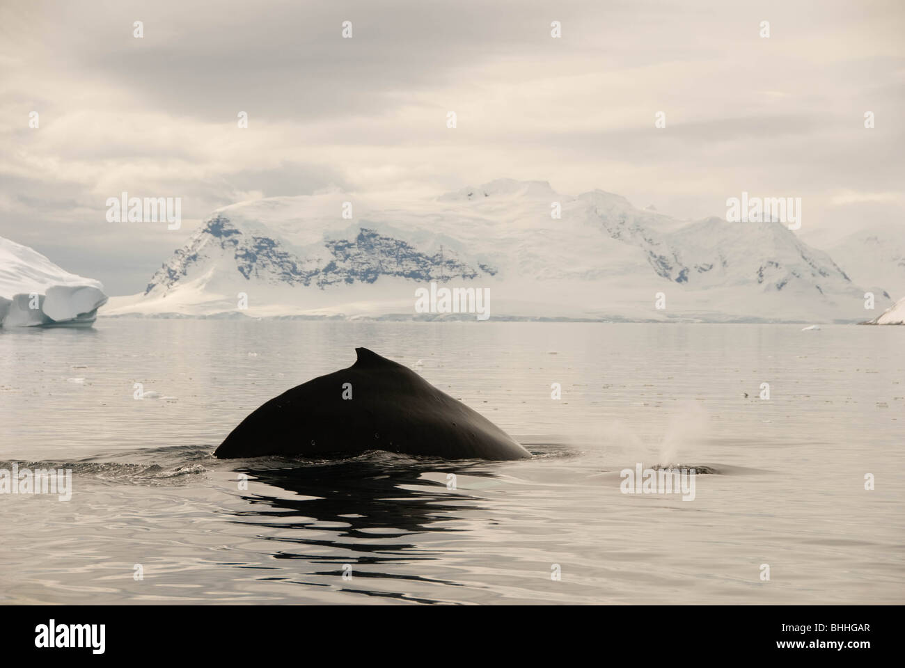 A pair of Humpback whales (Megaptera novaeangliae) feeding off the Antarctic Peninsula. Stock Photo