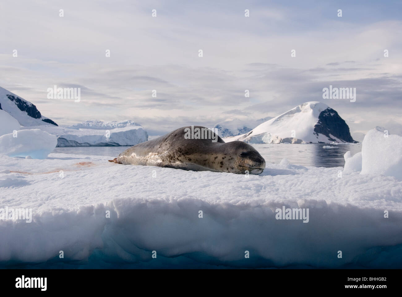 A  Leopard Seal (Hydrurga leptonyx), with Cuverville Island in the background. Antarctica. Stock Photo