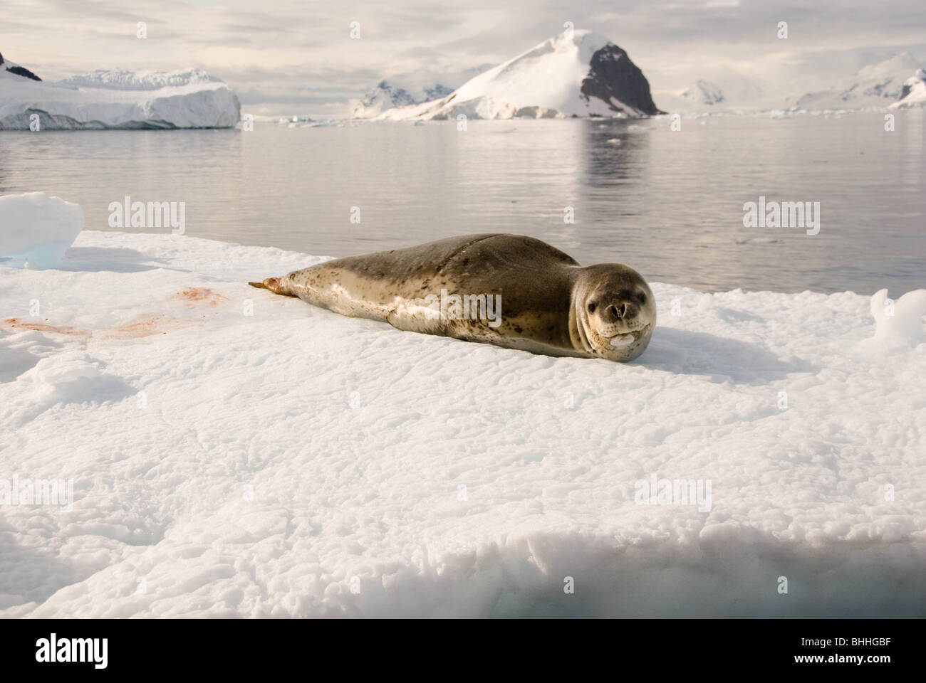 A Leopard Seal (Hydrurga leptonyx), with Cuverville Island in the background, Errera Channel, Antarctica. Stock Photo