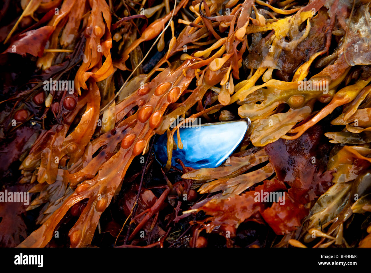 Mussel Shell amongst seaweed Stock Photo - Alamy