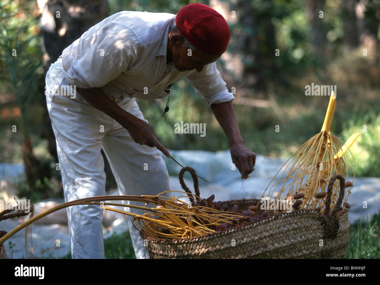 A Tunisian date harvester sorting dates into a large basket, in an oasis palmerie, Tozeur, Tunisia. Stock Photo